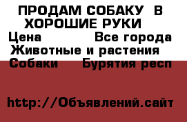 ПРОДАМ СОБАКУ  В ХОРОШИЕ РУКИ  › Цена ­ 4 000 - Все города Животные и растения » Собаки   . Бурятия респ.